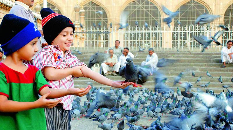 Children feed pigeons at the Macca Masjid. (Photo: DC)
