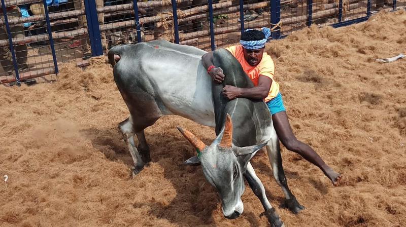 It was a grand show with 519 bulls drawn from neighbouring districts featuring in the jallikattu event and 242 bull-tamers, divided into three groups for the purpose of the event, vying for honours and attractive prizes.
