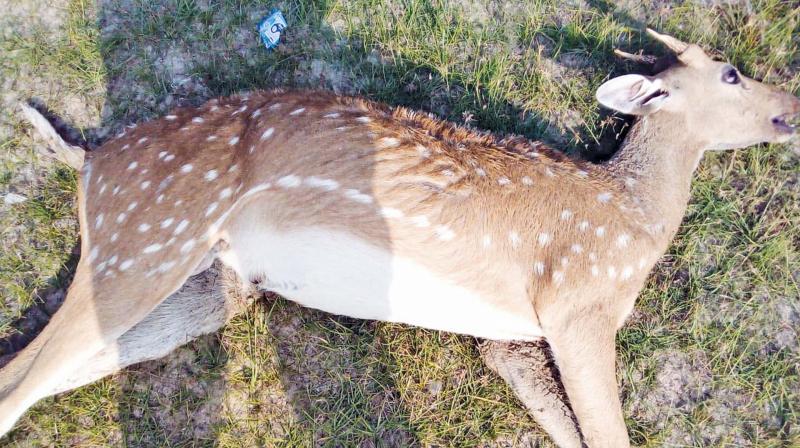 The deer found washed ashore on Friday.  (Image DC)