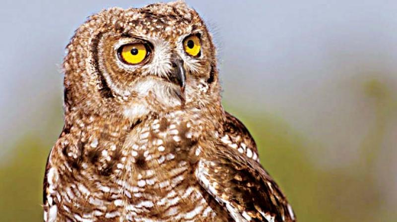 It is said that those involved in this racket  purchase the owls from the residents of the villages located on the fringe of the forests for anywhere between 4 lakh and 5 lakh and sell them for a price ranging between Rs 15 lakh and Rs 20 lakh. These owls are use by those  practising black magic.