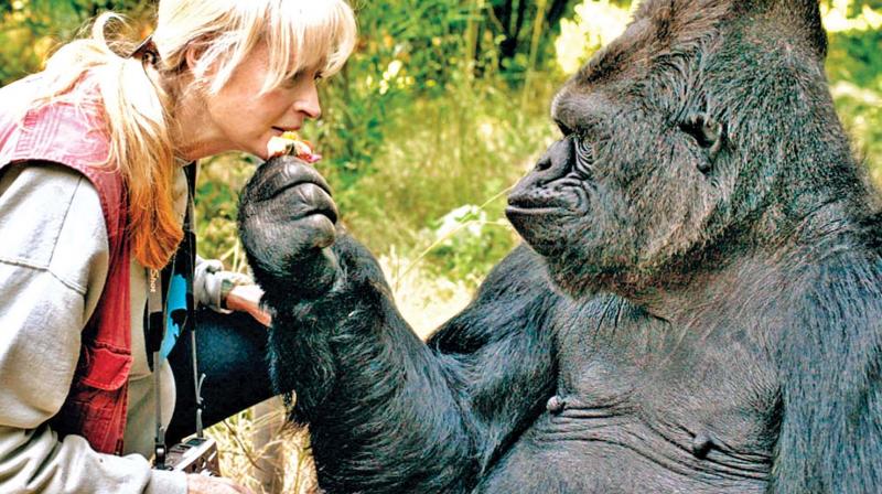 The western lowland Gorilla who befriended a lot of celebrities through sign language, including Robin Williams, died at the age of 46.