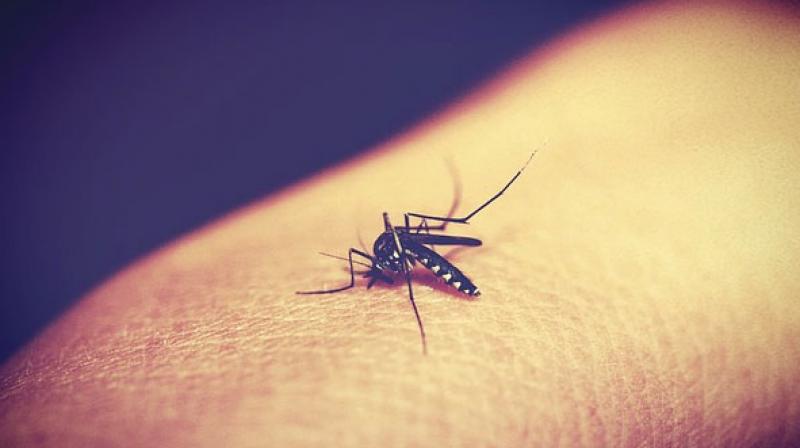 The findings suggest that the not-yet-approved treatment may help fight the growing problem of drug-resistant malaria. (Photo: Pixabay)