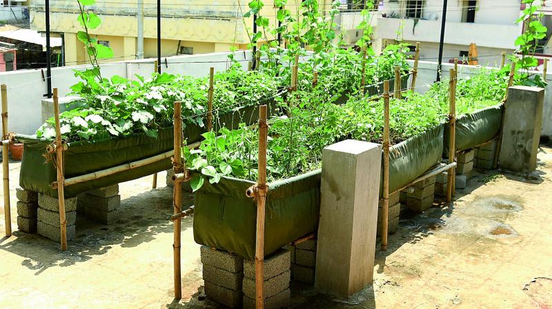 The organic farm on the rooftop of Bachupally Police Station