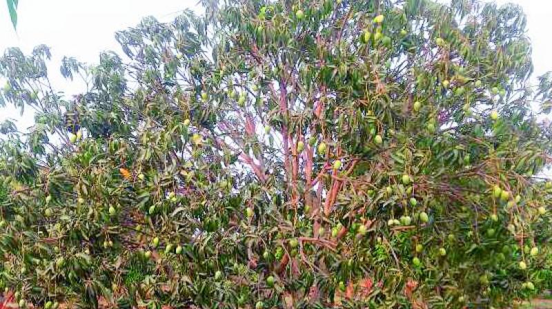 Mr Shiva Prasads 25-acre mango orchard at Shankarpally.