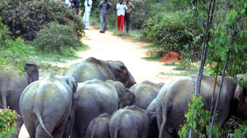 Wayanad wildlife warden N.T. Sajan said that rubber bullets may scare the elephants.