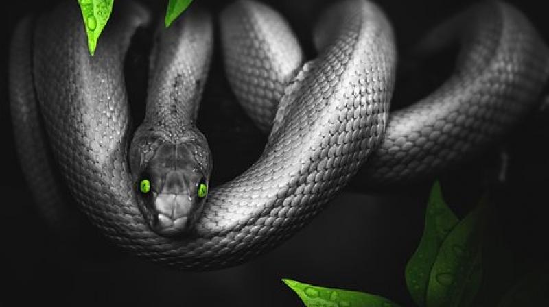 The massage uses snakes who compress and squeeze the subject thereby relaxing their muscles. (Photo: Pixabay)