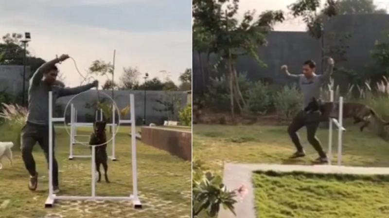 The video, which he has captioned it as ZOYA(Dutch shepherd) does some training and LILY(husky) does the cheering job, has already received 1.3 million views and 3, 889 comments.(Photo: Screengrab)
