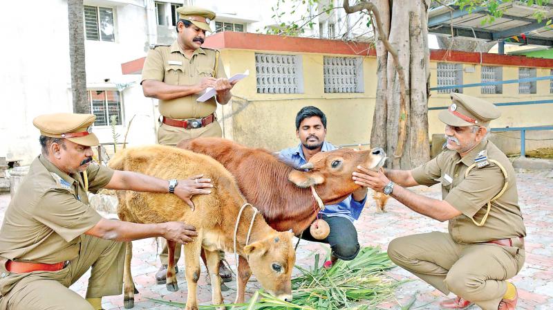 Society for the Prevention of Cruelty to Animals at Vepery, Chennai.