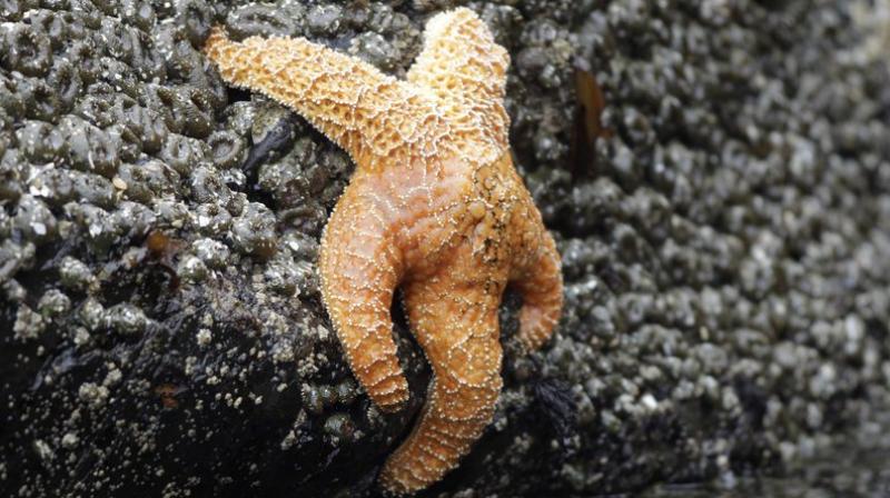 The file photo, shows a starfish clings to a rock near Haystack Rock during low tide in Cannon Beach, Ore. Starfish are making a comeback on the West Coast, four years after a mysterious syndrome killed millions of them. From 2013 to 2014, Sea Star Wasting Syndrome hit sea stars from British Columbia to Mexico. Now the species is rebounding with sea stars being spotted in Southern California tide pools and elsewhere, the Orange County Register reported. (Photo: AP)