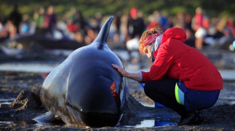 German visitor Lea Stubbe rubs water on a pilot whale that beached itself at the remote Farewell Spit on the tip of the South Island of New Zealand.