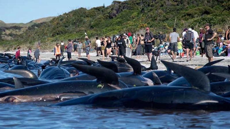 Over 200 whales were stranded on a New Zealand coastline late Saturday. (Photo: AFP)