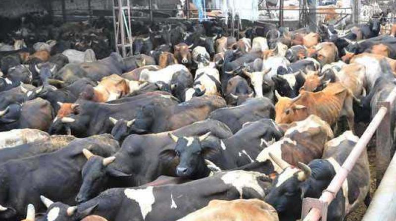 The officials, who were subjected to brutal violence said, \two animals jumped out of the truck and went missing in a bid to set trucks on fire by the mob after setting free the cattle worth Rs 50 lakh\