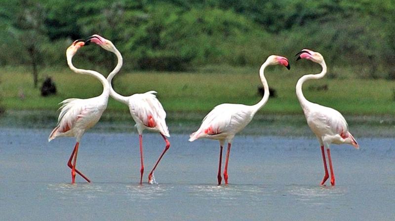 Greater Flamingos spotted at Pulicat bird sanctuary which is a prominent wetland awaiting Ramser status.