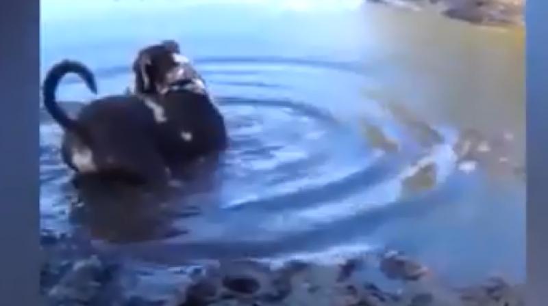The water isnt very deep and as the dog goes on walking into it suddenly out of nowhere an alligator attacks him.  (Photo: Youtube/waseem khizer)