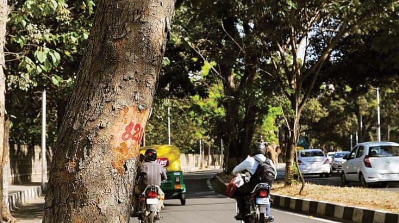 Bengaluru: Trees marked in city, activists see red
