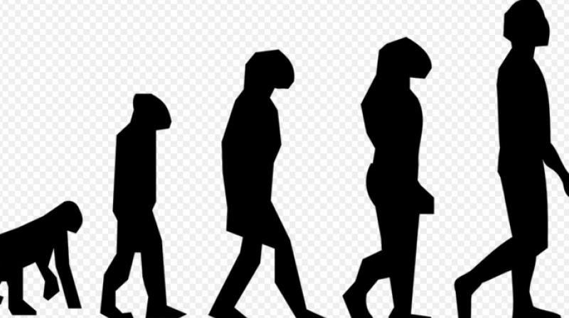 No one has been able to actually investigate whether differences existed between humans and chimpanzees in how the foot works during walking on two legs. (Photo: Pixabay)