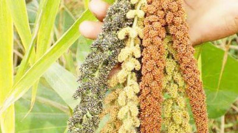 The Odisha government has decided to include minor millets like Suan and Kangu in mid-day meal (MDM) and Integrated Child Development Services (ICDS) programmes in the state.