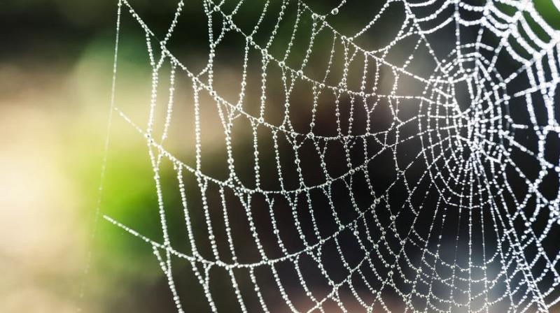 Parachutes could soon be made from spider webs. (Photo: Pexels)