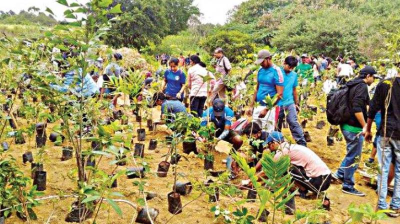 1,000 trees are to be planted by the side of important roads and junctions by youngsters.