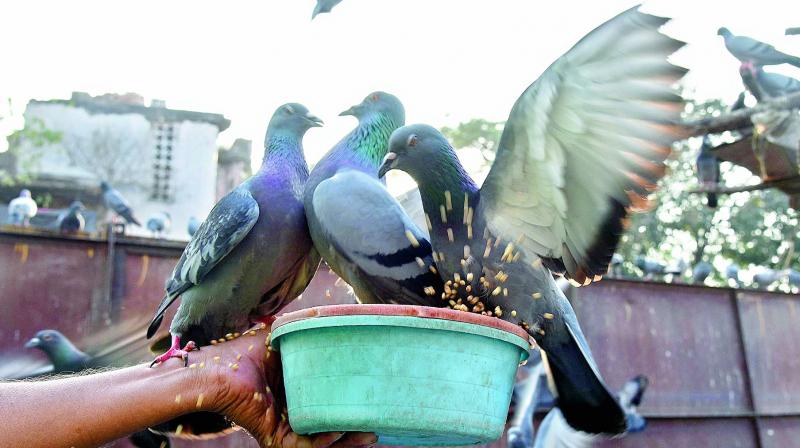 n the wild, pigeons feed on grass seeds, but in urban areas, people feed them jawar seeds, broken wheat or rice and bajara seeds.