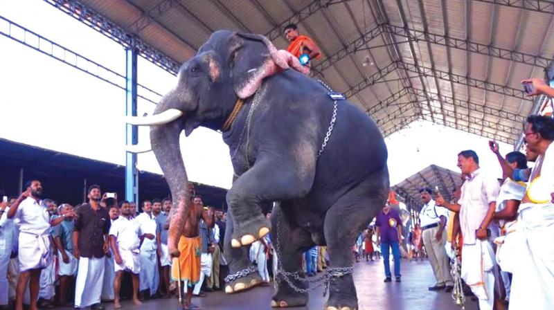 An elephant of Guruvayur Devaswom being made to stand on two feet in front of the idol of Sree Krishna Temple by mahouts as a mark of paying respect to the deity. (file pic)