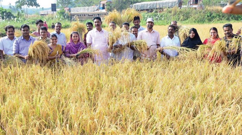 Municipal Councillors and staff during the harvest at Manathumangalam field.  Arrangement