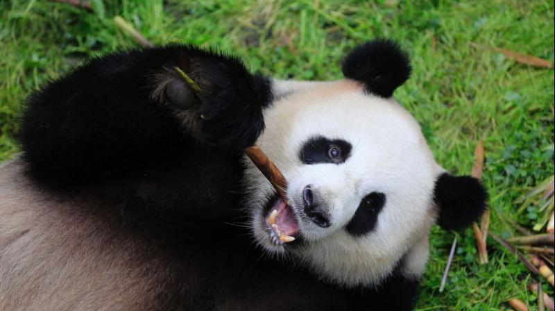 Meng Meng, one of the two giant Chinese panda bears. (Photo:AFP)