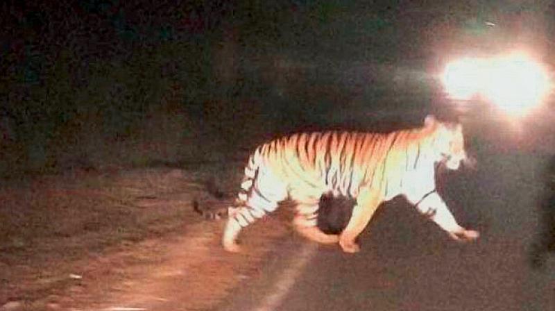 The image of a tiger crossing the road near Anantagiri forest area, turned out to be fake.