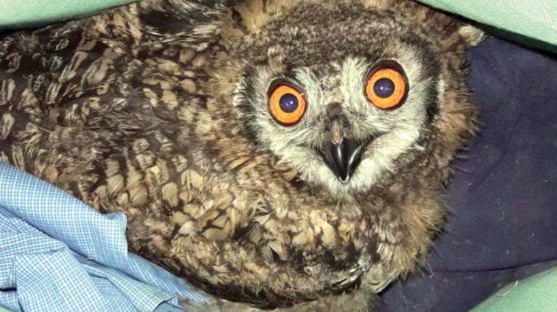 The owl rescued by District Crime Intelligence Bureau