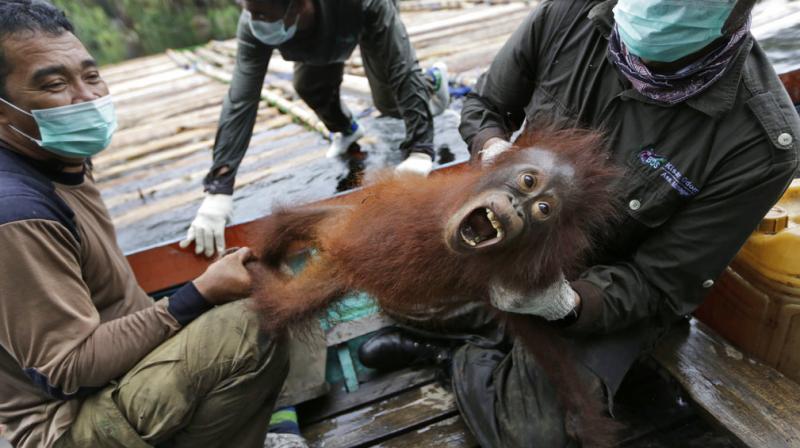 Researchers from the Max Planck Institute for Evolutionary Anthropology and other institutions said the original population of the gentle ginger-haired great apes is larger than previously estimated but so is the rate of decline. (Photo:AP)