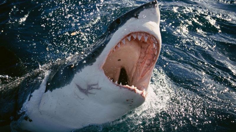 There have been 16 shark encounters and attacks off the island continents vast coastline this year (Photo: AFP)