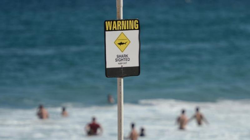 Laeticia Brouwer was the third person killed by a shark off Western Australia in the past 12 month (Photo: AFP)