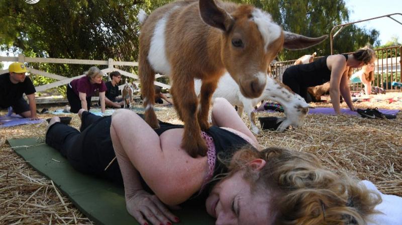 Welcome to \Goat Yoga,\ the latest fitness craze sweeping the United States (Photo: AP)