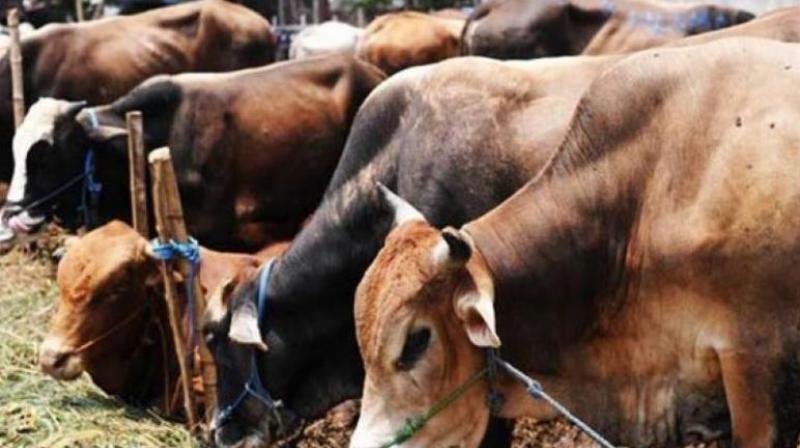 Indira Gandhi Centre for Advanced Research in Livestock (IGCARL), the only one of its kind in the country began research activities five years after establishment at Pulivendula in Kadapa district. (Representational image)