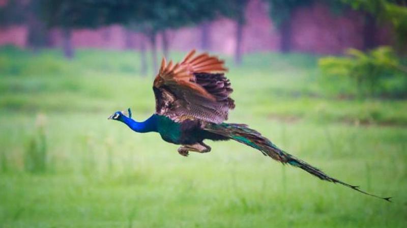 In just a week, as many as 15 peacocks were poisoned to death in Omalur in Salem district.