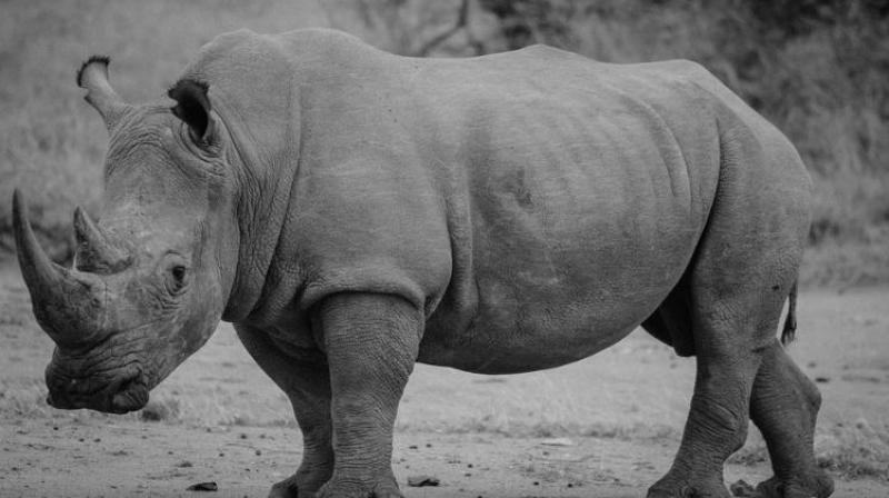 The International Union for Conservation of Nature (IUCN) describes the black rhinoceros (Diceros bicornis) as Critically Endangered just one step away from being extinct in the wild. (Photo: Pixabay)