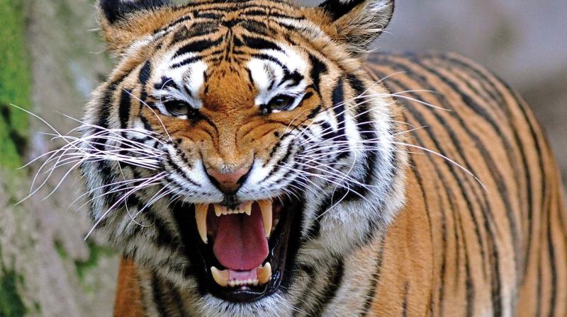 According to a rough estimate, there are 70 tigers in Wayanad Wildlife sanctuary whereas the Periyar Tiger Reserve and Parambikulam Tiger Reserve have only 26 and 24 tigers respectively.
