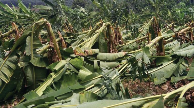 Damaged plantain trees at Amarambalam near Kalikavu.