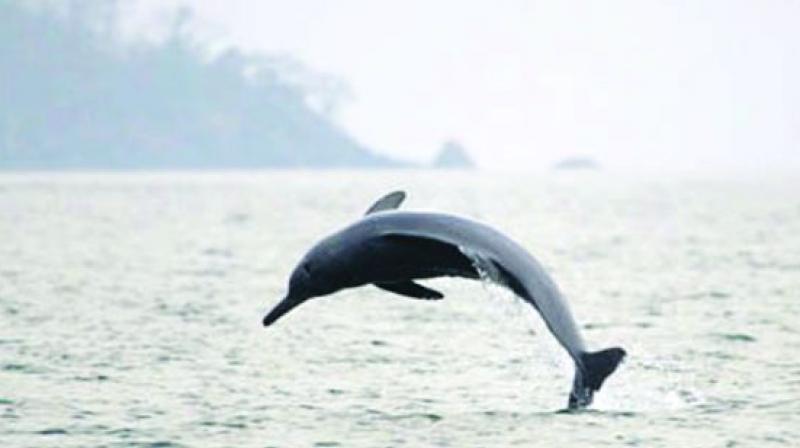 Reports state that the dolphin population in India has reduced by nearly fifty percent since 1950.