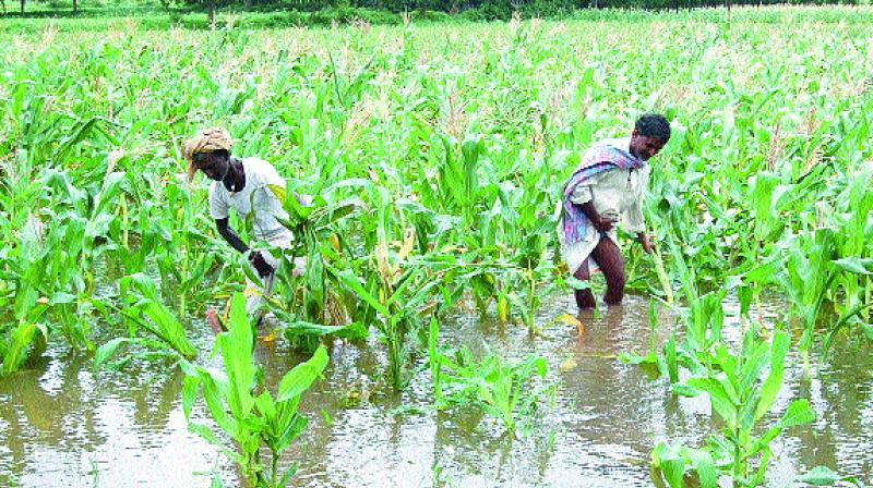 Agriculture secretary C. Parthasarathi said teams have been deployed to districts to assess the damage caused to crops and submit a report within a week. (Representational Image)