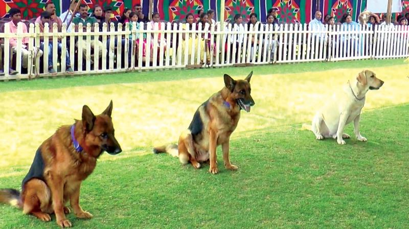 Dogs at the three day annual dog show in Ooty.  (Image: DC)