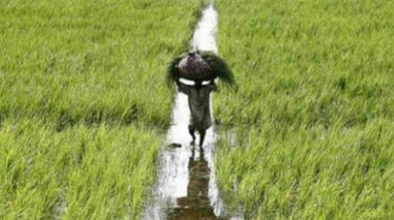 The state government is yet to pay Rs 13,000 crore towards farmer loan waiver, which is more than 50 per cent of the amount announced by the government.