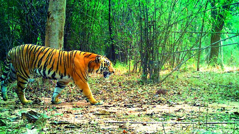 The state forest department wants to attract the tigers coming from Maharashtra. The relocation of the villages is a part of this plan.