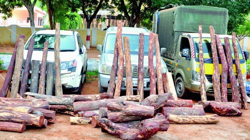 The red sanders logs worth Rs 5 crore seized by the Kadapa police in Bengaluru on Saturday.