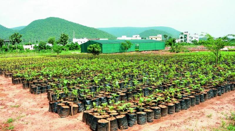 Only 118 nurseries are registered under Andhra Pradesh Nurseries Act, 2005 and of them nine nurseries obtained National Horticulture Board Certification.