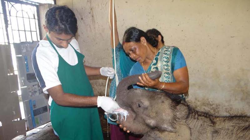 The staff feeding an orphaned elephant calf at CWS, Pookkode, Wayanad.