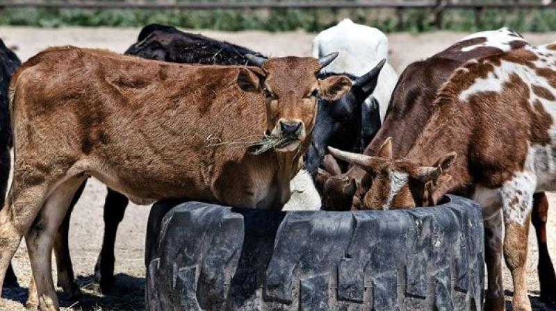The police found that a large number of cattle were tied at a place on the ground. (Representational Image)