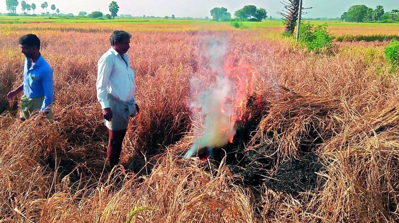 Paddy farmer Madhukar burns his paddy attacked by the BPH pest attack in Chandaram in Luxettipet mandal in Mancherial district on Wednesday.