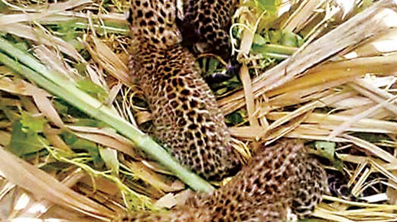 Leopard cubs found at a sugarcane field at Kallanakere near KR Pet on Thursday. (Photo: KPN)