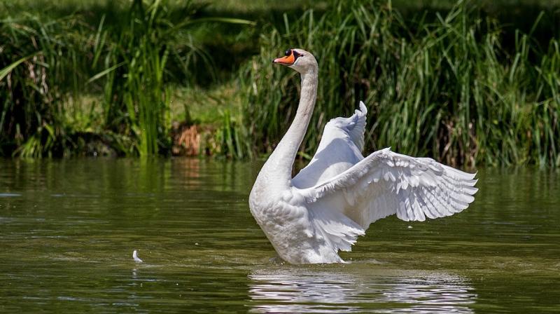 The Queen is known to take a great interest in the Windsor swans. (Photo: Pixabay)